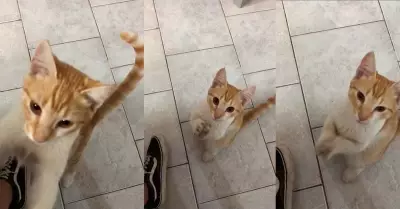 Gatito baila 'Mentirosa' de Rfaga.