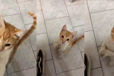 Gatito baila 'Mentirosa' de Rfaga.