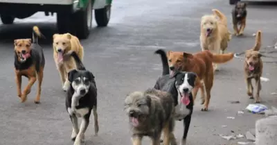 Jaura de perros atacaron a un anciano en Huancayo.