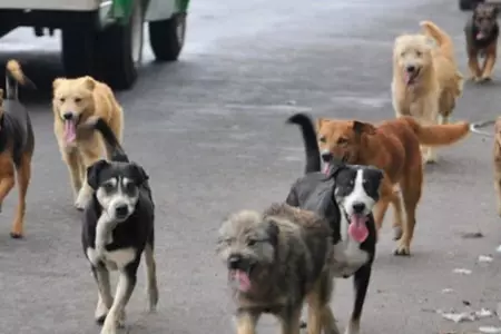 Jaura de perros atacaron a un anciano en Huancayo.