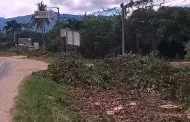 Tarapoto: Un arboricidio ms! Talan decenas de rboles en el poblado Las Palmas