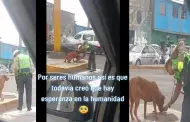 "Respeto y admiracin": Polica conmueve por alimentar a un perrito callejero