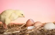 La incgnita resuelta: La ciencia revela qu surgi primero, el huevo o la gallina?