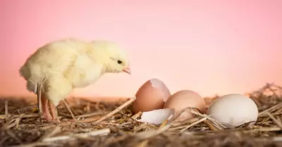 El huevo o la gallina? La ciencia revela el misterio