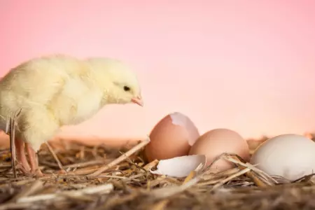 El huevo o la gallina? La ciencia revela el misterio