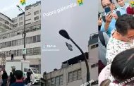 "An existe humanidad": Rescatan a una paloma suspendida en un poste de luz y se hace viral en TikTok