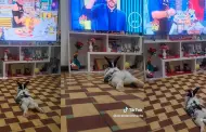 "Todo un pericotito": Conejito se hizo viral en TikTok al mirar atentamente un episodio de "El Gran Chef: Famosos"