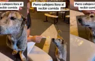 Tierno momento! Perrito callejero llora de agradecimiento despus de recibir comida