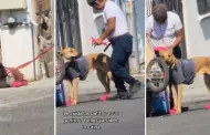 Conmovedor! Hombre le confecciona zapatos a sus perritos para protegerlos del calor