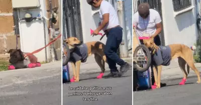 Hombre hace zapatos a sus perritos para protegerlos del calor.