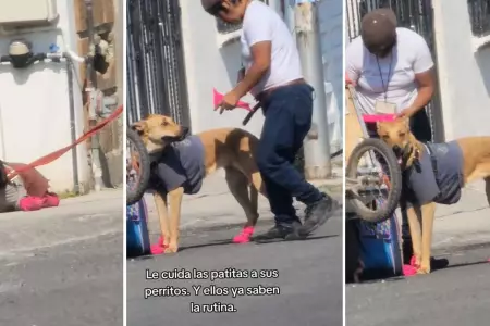 Hombre hace zapatos a sus perritos para protegerlos del calor.