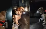 "Leal y valiente": Perrito espera a su duea en el paradero con una linterna