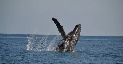Avistamiento de ballenas en Lima y Callao.