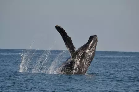 Avistamiento de ballenas en Lima y Callao.