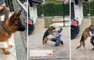 "Mi amigo incondicional": Perrito conmueve por su reaccin al ver a su dueo 3 aos despus