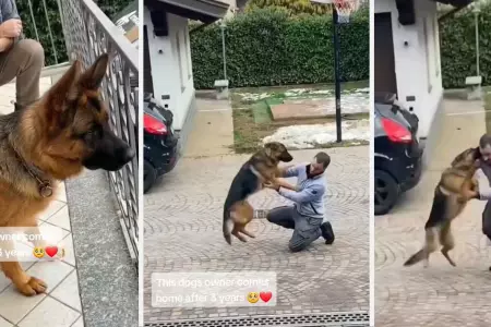 Perrito recibe emocionado a su dueo despus de 3 aos lejos.