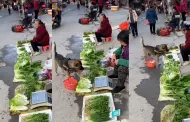 Perrito sorprende al hacer compras en el mercado: "La mascota mas inteligente"