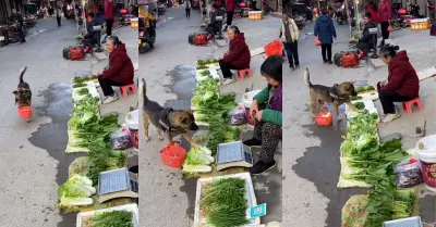 Perrito hace compras en el mercado