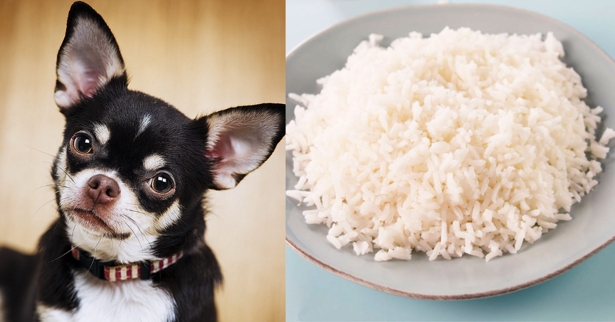 el arroz crudo es malo para los perros