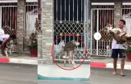 "Est enamorado": Husky escapa de casa para ver a una perrita del frente
