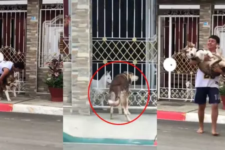 Husky corre desesperado por ver a la perrita de su vecina.
