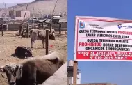Tacna: Vecinos piden reubicacin de Camal Municipal porque consideran que trae enfermedades