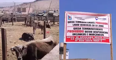 Vecinos se quejan de Camal de Tacna