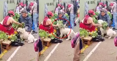 Seor deja que su perrito pase por una limpia con ruda.