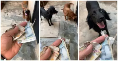 Perritos reciben reprimenda por destrozar billetes