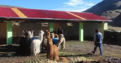 Midagri entreg ayuda a productores agropecuarios en Puno.