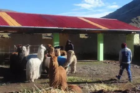 Midagri entreg ayuda a productores agropecuarios en Puno.