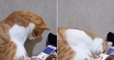 Gatito conmovido por ver un video donde sale su fallecido dueo.