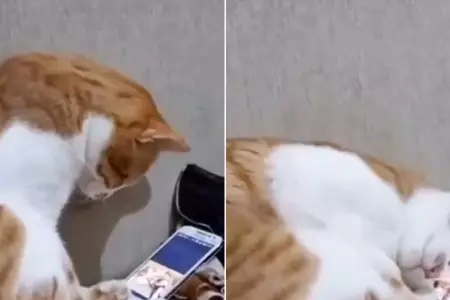 Gatito conmovido por ver un video donde sale su fallecido dueo.