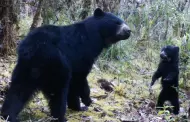 El oso de anteojos y los caficultores se reconcilian en una montaa de Colombia