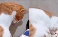 La conmovedora reaccin de un gatito al ver un video de su dueo fallecido: "Siento un dolor en el corazn"