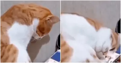 Conmovedora reaccin de gatito al ver video de dueo fallecido