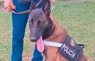 "Agente Max": Conoce al perro antidrogas de la PNP que est entrenado para operativos