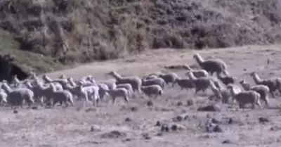Alrededor de 300 alpacas afectadas por ola de fro en Huancavelica.