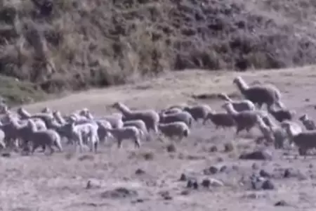 Alrededor de 300 alpacas afectadas por ola de frío en Huancavelica.