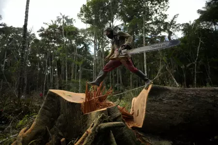Colombia perdi 123.000 hectreas de bosque en 2022, la cifra ms baja en nueve 