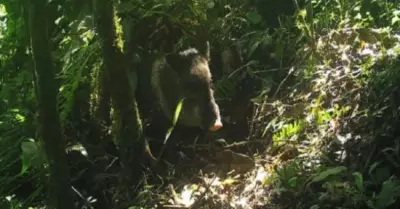 Cmaras captan a sajino en Machu Picchu.