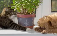 Mascotas: Conoce 8 plantas de interiores seguras si es que tienes perros o gatos en tu casa