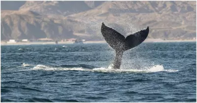 Avistamiento de ballenas en playas del norte generara un impacto econmico de S