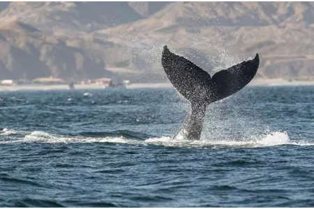 Avistamiento de ballenas en playas del norte generara un impacto econmico de S