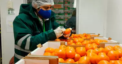 Tacna: Naranja tacnea se exportar a Chile y se suma a plan de exportacin de I