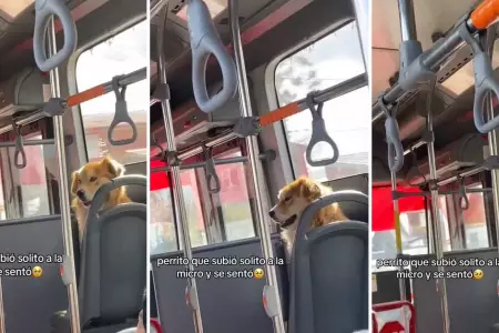 Perrito aborda un autobús siguiendo a su dueña.