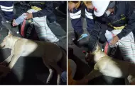 Perrito desmayado durante la 'Marcha Nacional' recibe auxilio de los manifestantes