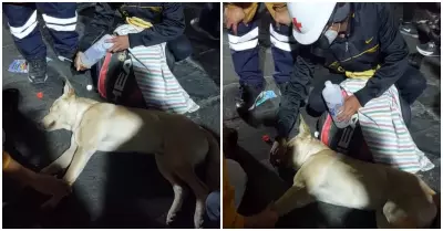 Perrito se desmaya durante la 'Marcha Nacional'