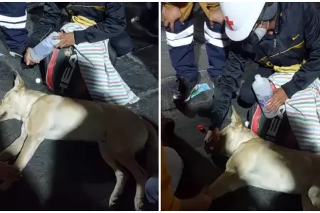 Perrito se desmaya durante la 'Marcha Nacional'