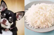 Curiosidades: Los perros pueden comer arroz si estn enfermos?